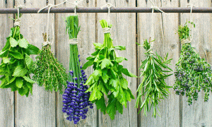 Various bunches of herbs tied to a pole | Featured image for Using the best that nature has to offer to help with natural sleep.