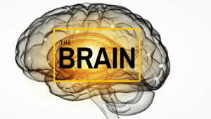 Image of brain | Featured Image What is Melatonin and the relationship between melatonin and sleep blog on Wenatex.
