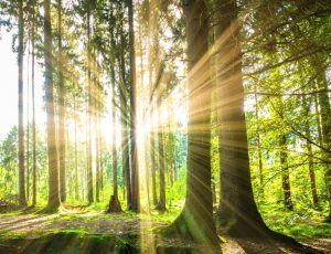 Sun rays in the forest | Featured Image for the Sleep More Sustainably blog on Wenatex.